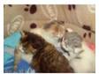 Part British Shorthair Kittens. Mums 1/4 BSH,  dads 1/2....