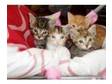 Three kittens still available. I have five gorgeous....