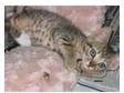 Gorgeous Tabby Kittens. 4 Beautiful tabby kittens with....