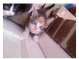 Very cute kittens. I have four very cute kittens ready....