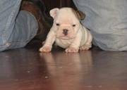 Quality English Bulldog Puppies For Excellent Homes