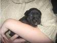 Kc Registered Staffordshire Bull Terrier puppies for....