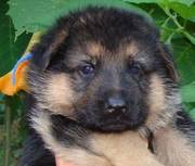 German Shepherd Dog Puppies Fir Adoption
