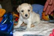 Toy Poodle Puppies For Beautiful Homes