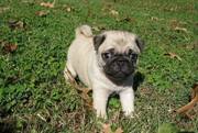 finest pug puppies for sale