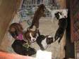Six male boxer puppies ready to go on 13th December, ....