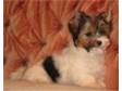 Biewer puppies for sale Biewer puppies for sale they are....