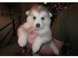 cute siberian husky puppies for free x-mas. this puppies....