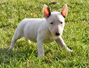 affectionate Bull Terrier puppies free to go now
