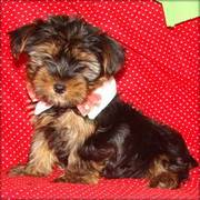 Yorkshire Terrier Puppies For Homes Ton Adopt