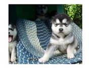 Trained Alaskan Malamute Puppies