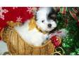 home train yorkshire terrier puppy for a quality home.....