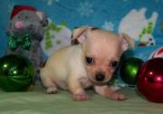 Adorable Chihuahua puppies for Christmas