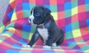 lovely black boxer puppy for adoption